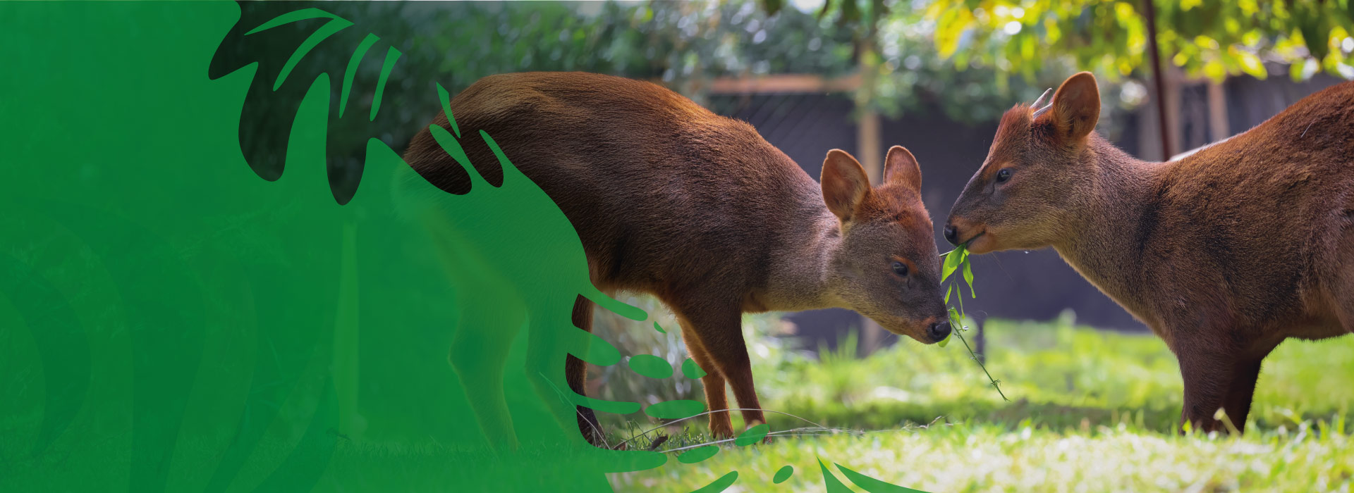 Entrada Niño BuinZoo